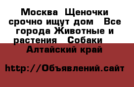 Москва! Щеночки срочно ищут дом - Все города Животные и растения » Собаки   . Алтайский край